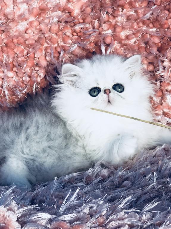 Beautiful Chinchilla Silver Persians photo 12