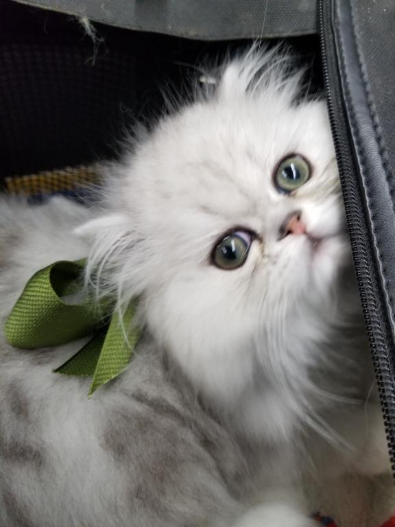 Beautiful Chinchilla Silver Persians photo 3
