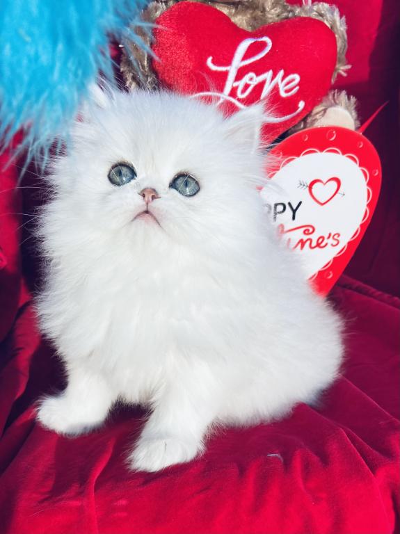Beautiful Chinchilla Silver Persians photo 14