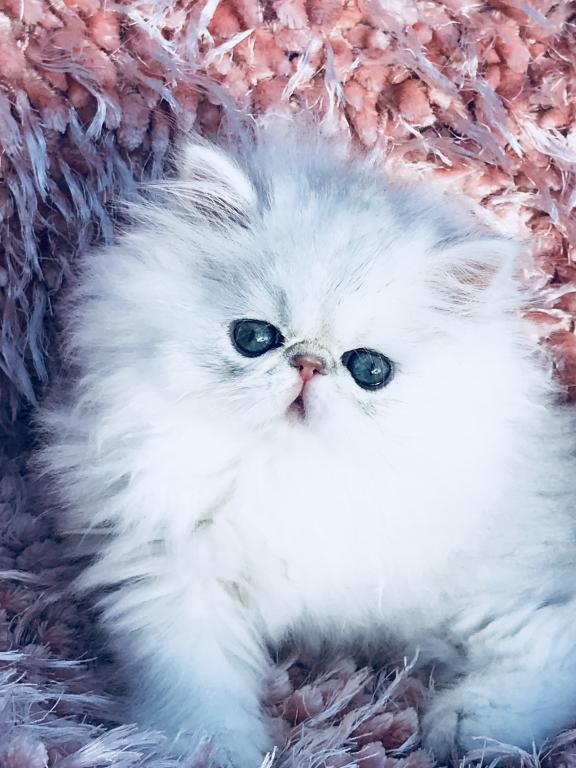 Beautiful Chinchilla Silver Persians photo 13