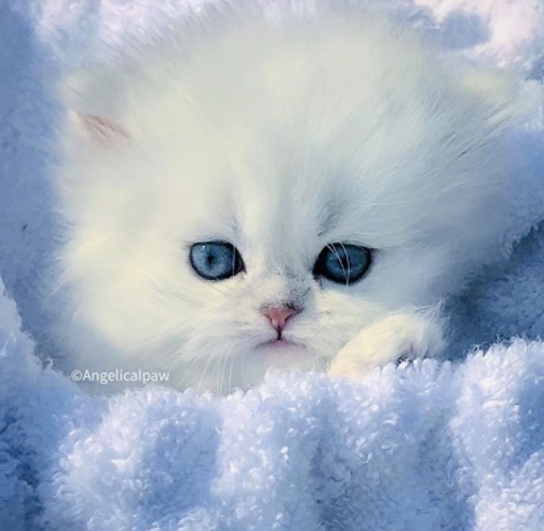 Beautiful Chinchilla Silver Persians photo 20