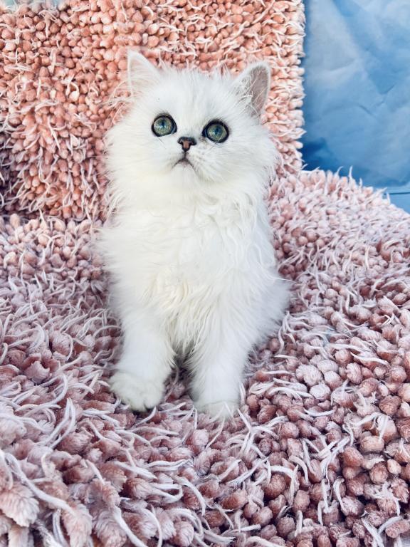 Beautiful Chinchilla Silver Persians photo 19