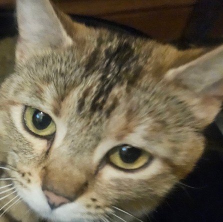 Adult Female Domestic Short Hair photo 1