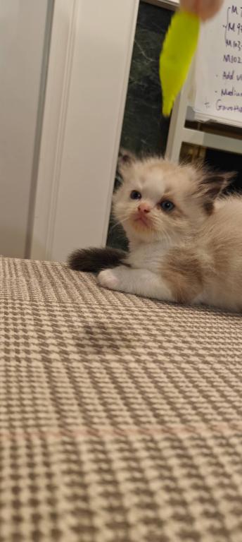 Ragdoll Bicolor Male2 photo 6