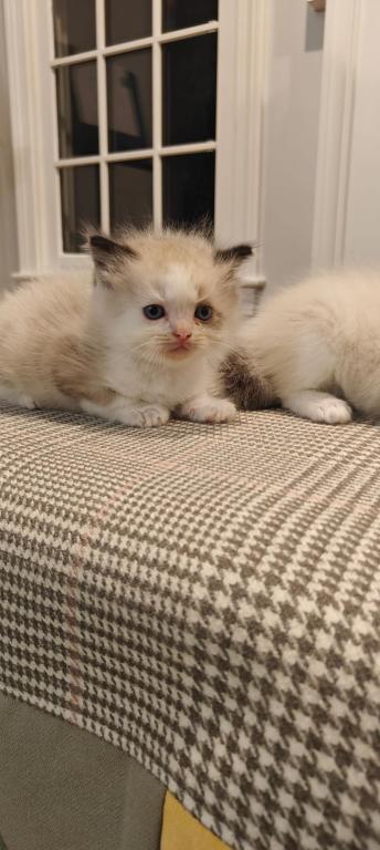 Ragdoll Bicolor Male2 photo 3
