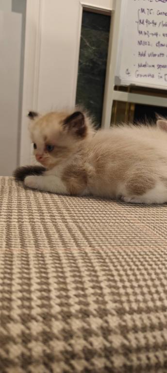 Ragdoll Bicolor Male2 photo 5