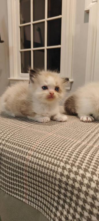 Ragdoll Bicolor Male2 photo 2