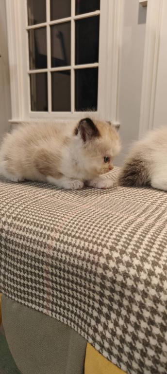 Ragdoll Bicolor Male2 photo 4