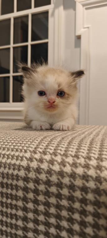 Ragdoll Bicolor Male2 photo 1