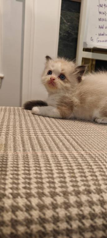 Ragdoll Bicolor Male2 photo 10