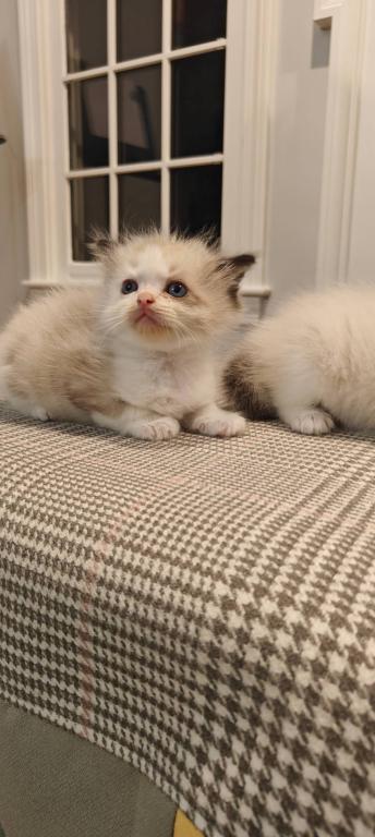 Ragdoll Bicolor Male2 photo 9