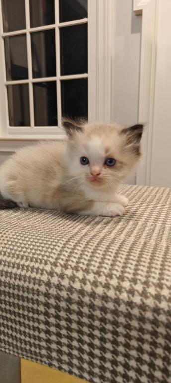 Ragdoll Bicolor Male2 photo 7