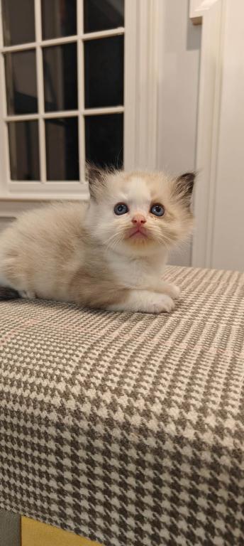 Ragdoll Bicolor Male2 photo 8