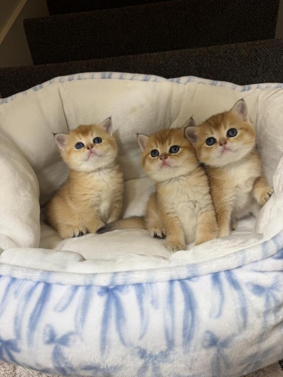 Kittens photo 1