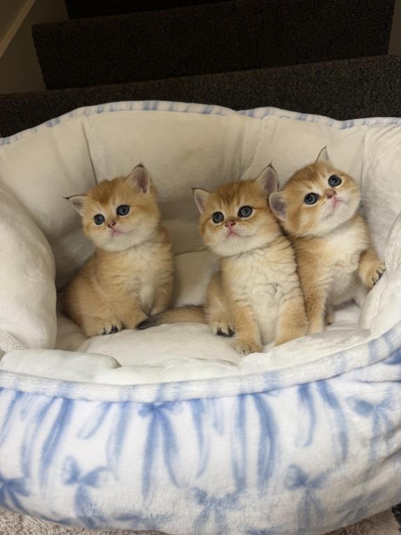 Kittens photo 3