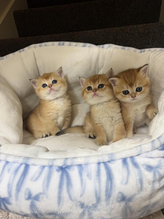 Kittens photo 2