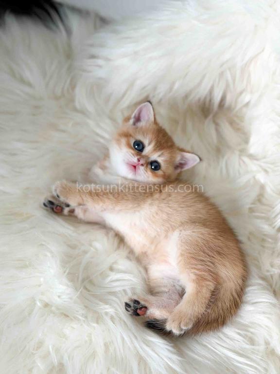 Amina British Shorthair Golden Shaded Chinchilla photo 16