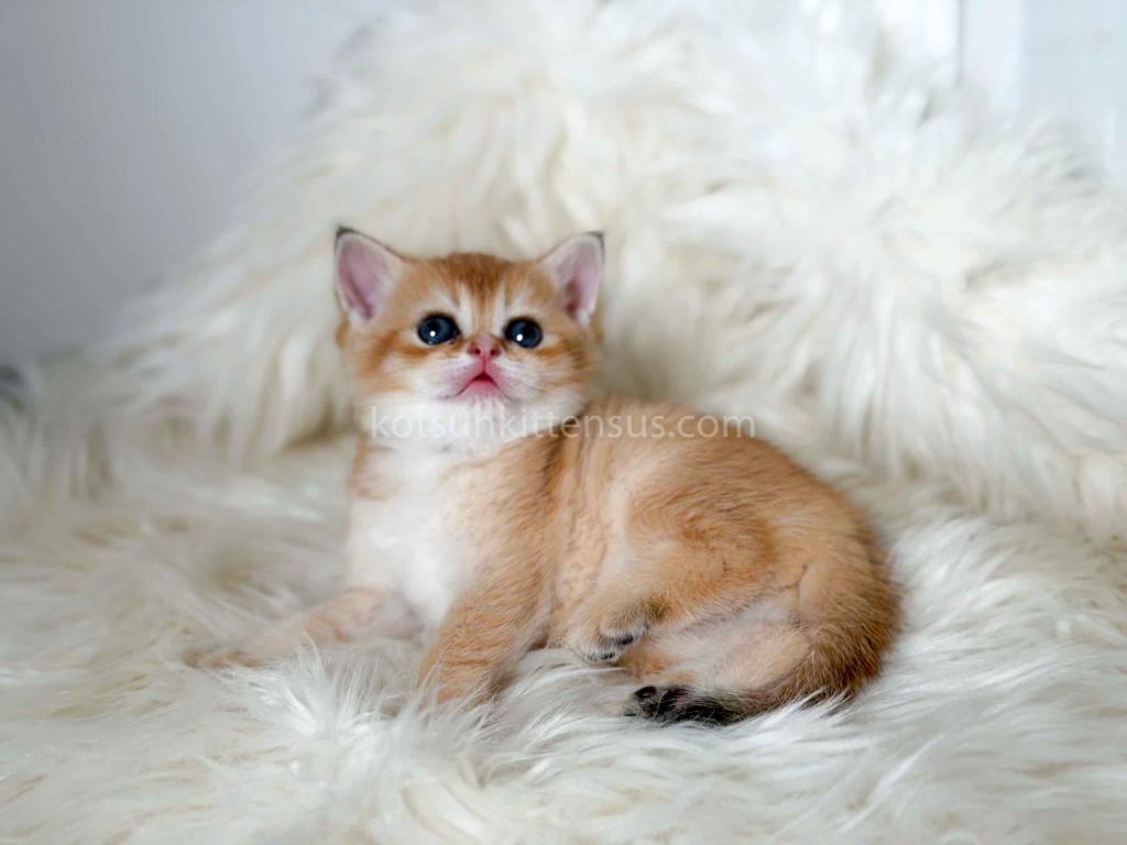 Amina British Shorthair Golden Shaded Chinchilla photo 20