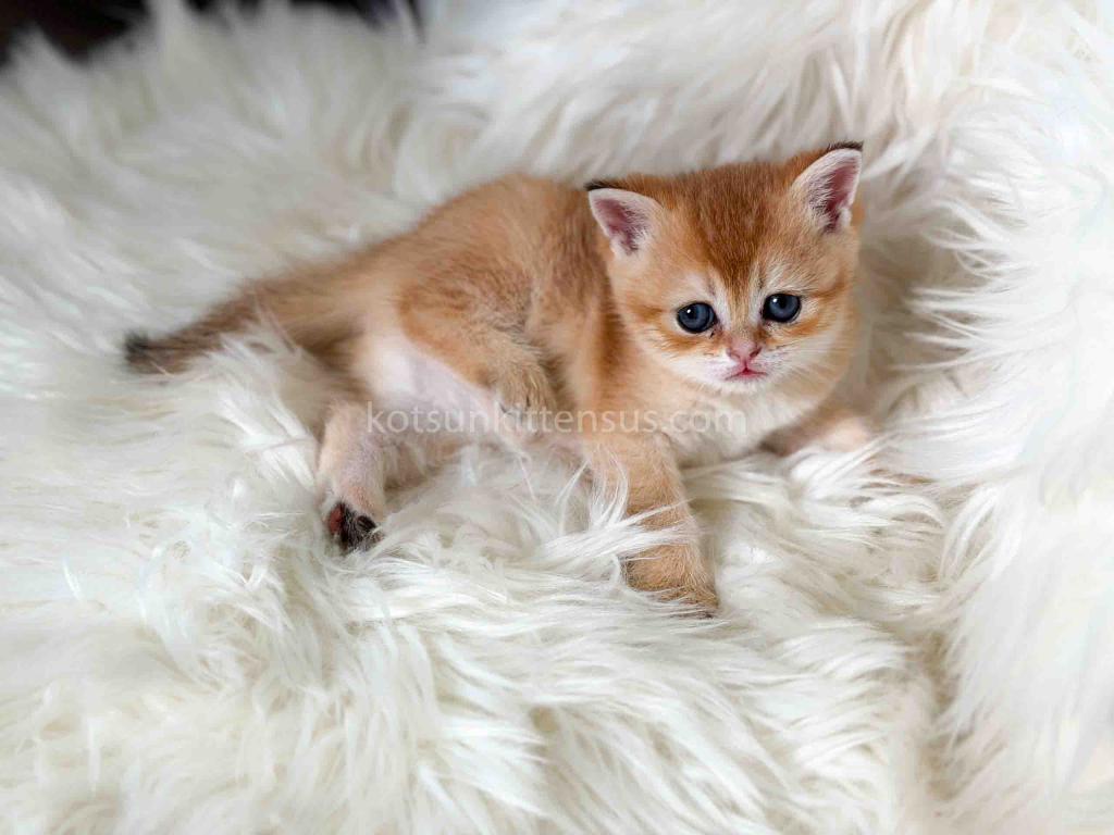 Amina British Shorthair Golden Shaded Chinchilla photo 30