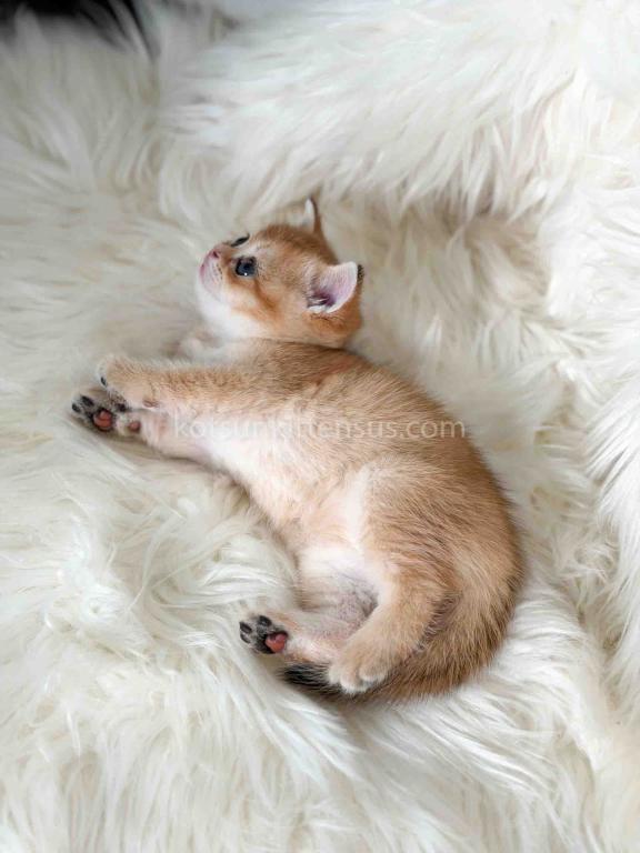 Amina British Shorthair Golden Shaded Chinchilla photo 17