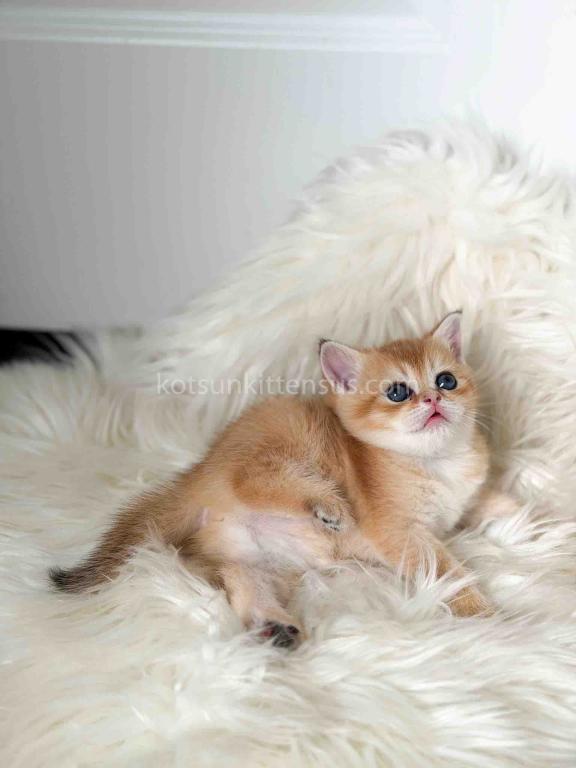 Amina British Shorthair Golden Shaded Chinchilla photo 32
