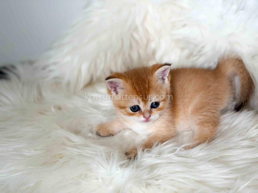 Amina British Shorthair Golden Shaded Chinchilla photo 6