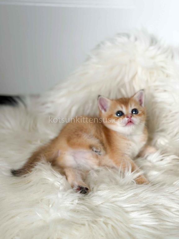 Amina British Shorthair Golden Shaded Chinchilla photo 33