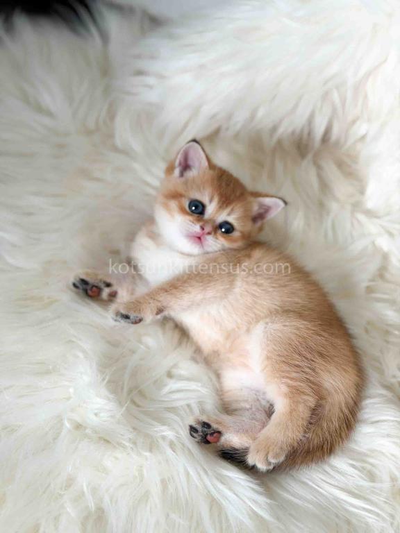 Amina British Shorthair Golden Shaded Chinchilla photo 15