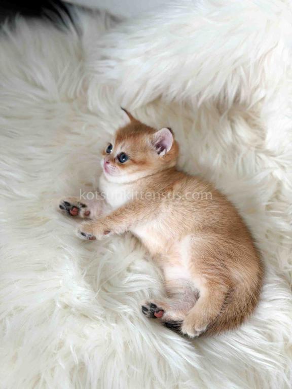 Amina British Shorthair Golden Shaded Chinchilla photo 14