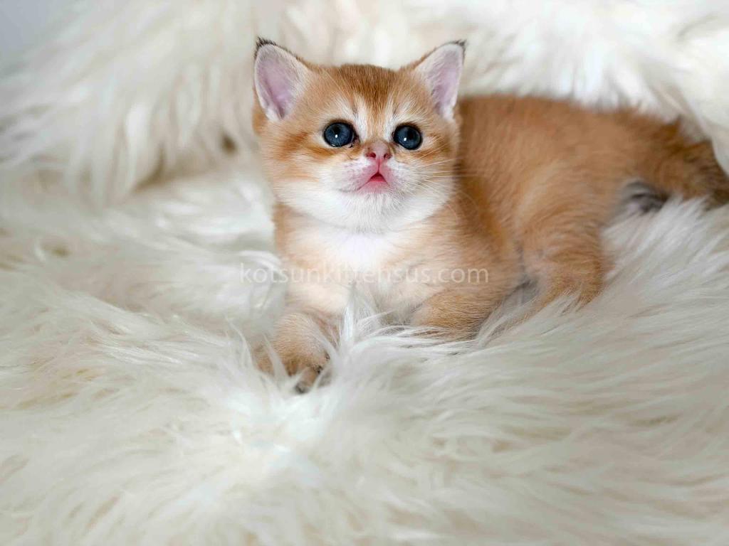 Amina British Shorthair Golden Shaded Chinchilla photo 4