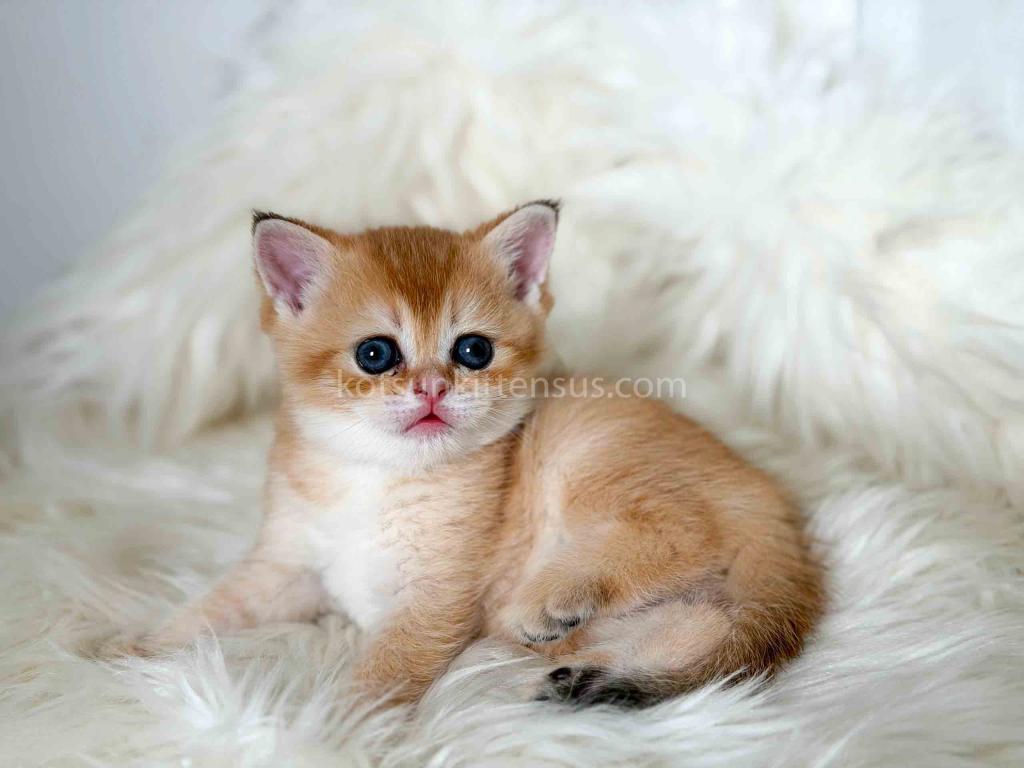 Amina British Shorthair Golden Shaded Chinchilla photo 21