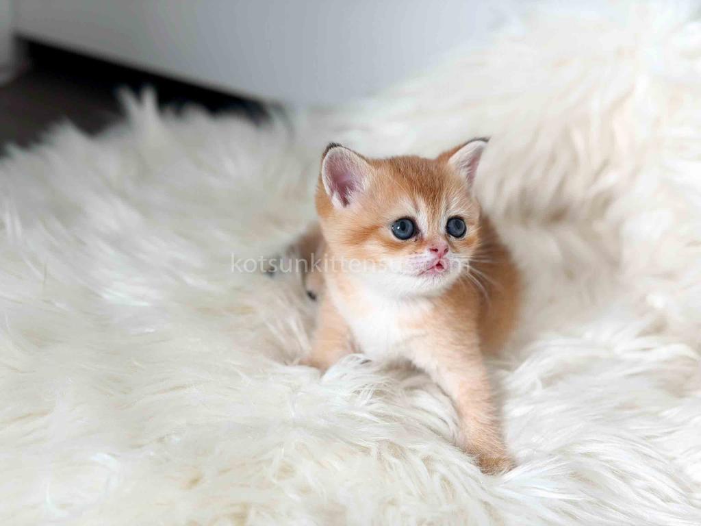 Amina British Shorthair Golden Shaded Chinchilla photo 25