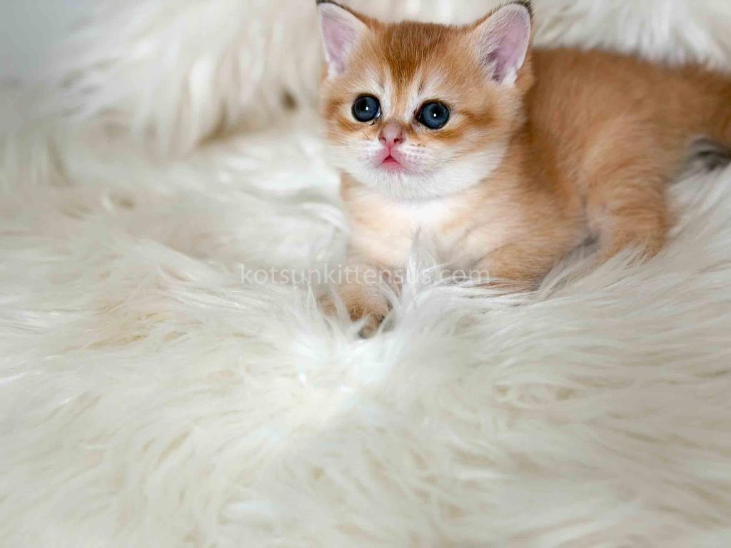 Amina British Shorthair Golden Shaded Chinchilla photo 5