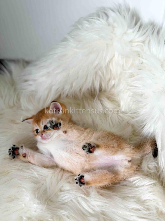 Amina British Shorthair Golden Shaded Chinchilla photo 8