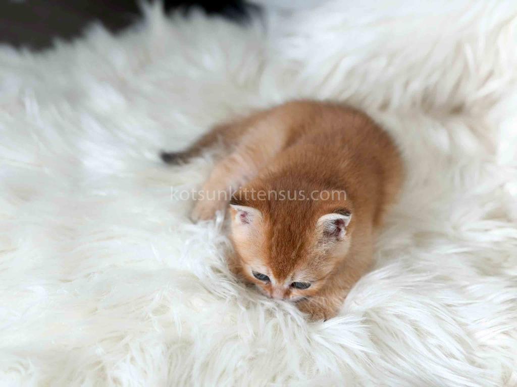 Amina British Shorthair Golden Shaded Chinchilla photo 27