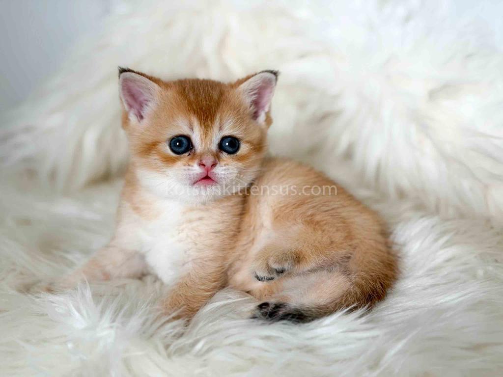 Amina British Shorthair Golden Shaded Chinchilla photo 22