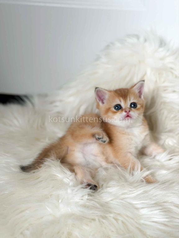 Amina British Shorthair Golden Shaded Chinchilla photo 34