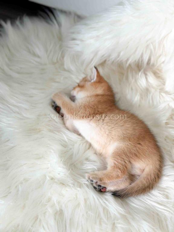 Amina British Shorthair Golden Shaded Chinchilla photo 9