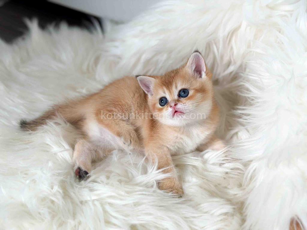 Amina British Shorthair Golden Shaded Chinchilla photo 31