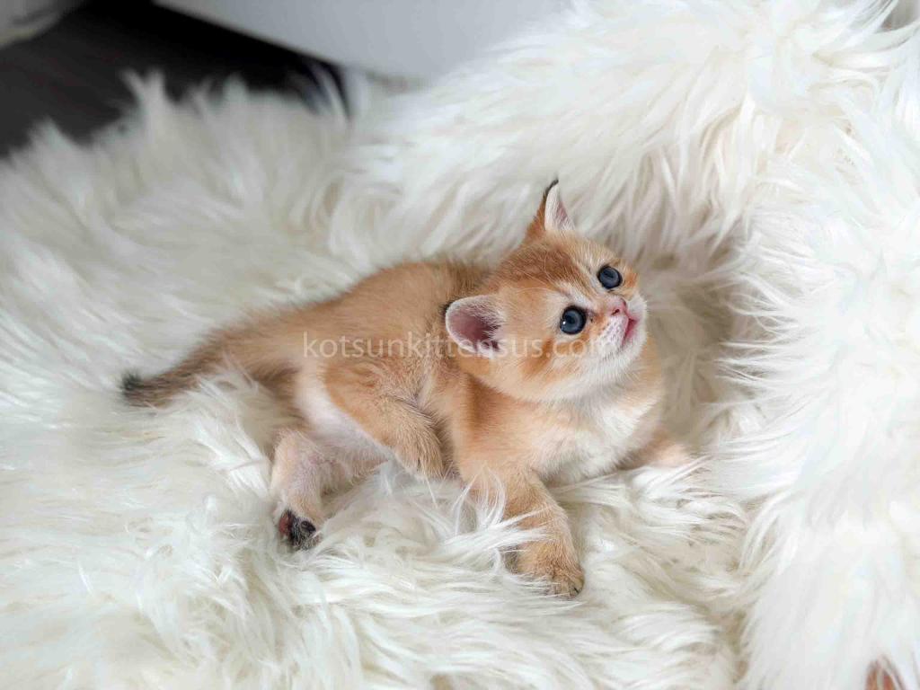 Amina British Shorthair Golden Shaded Chinchilla photo 28