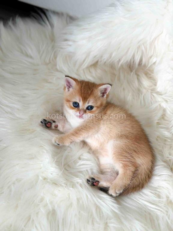Amina British Shorthair Golden Shaded Chinchilla photo 13