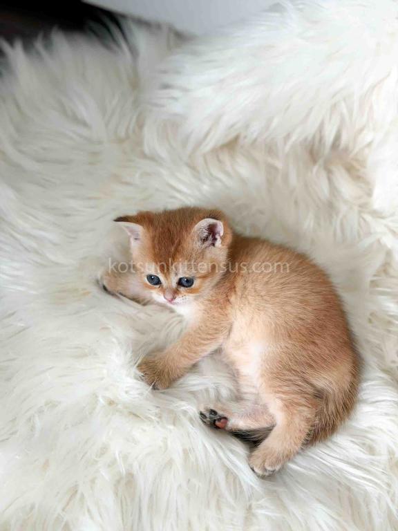 Amina British Shorthair Golden Shaded Chinchilla photo 12