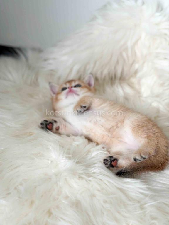 Amina British Shorthair Golden Shaded Chinchilla photo 18