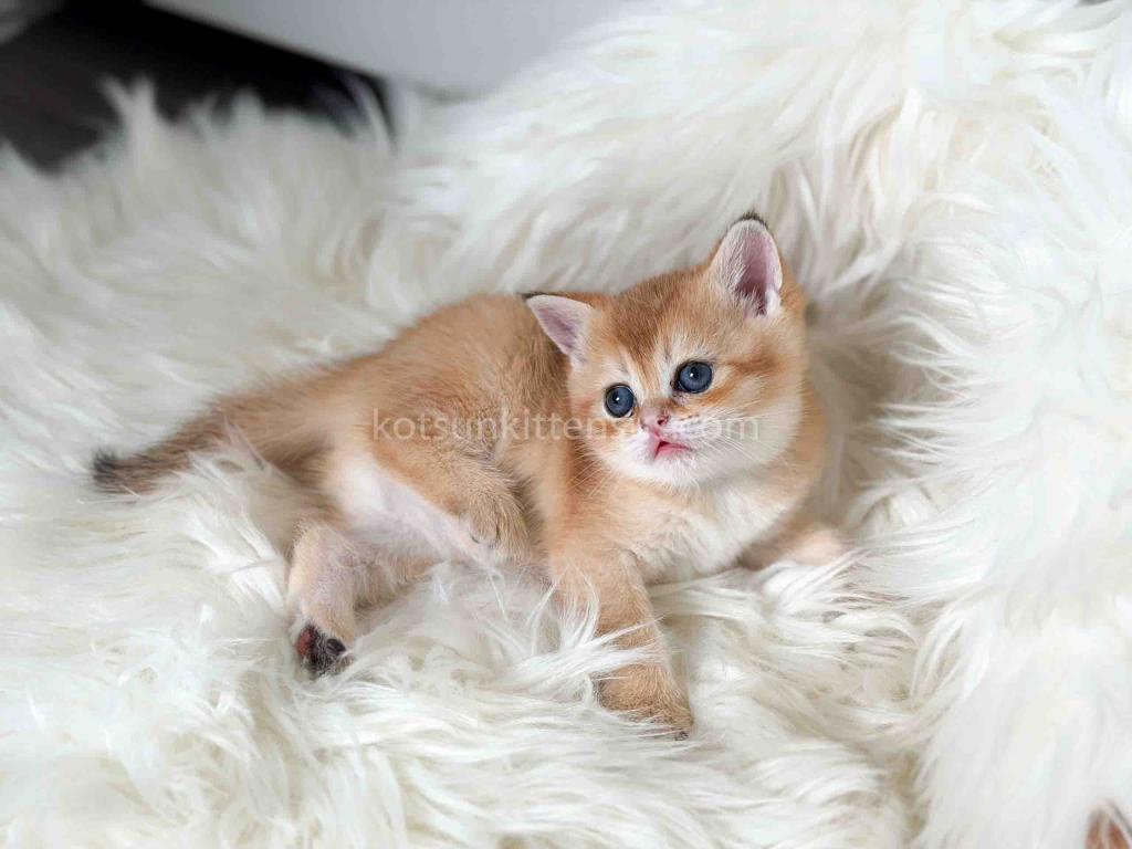 Amina British Shorthair Golden Shaded Chinchilla photo 29