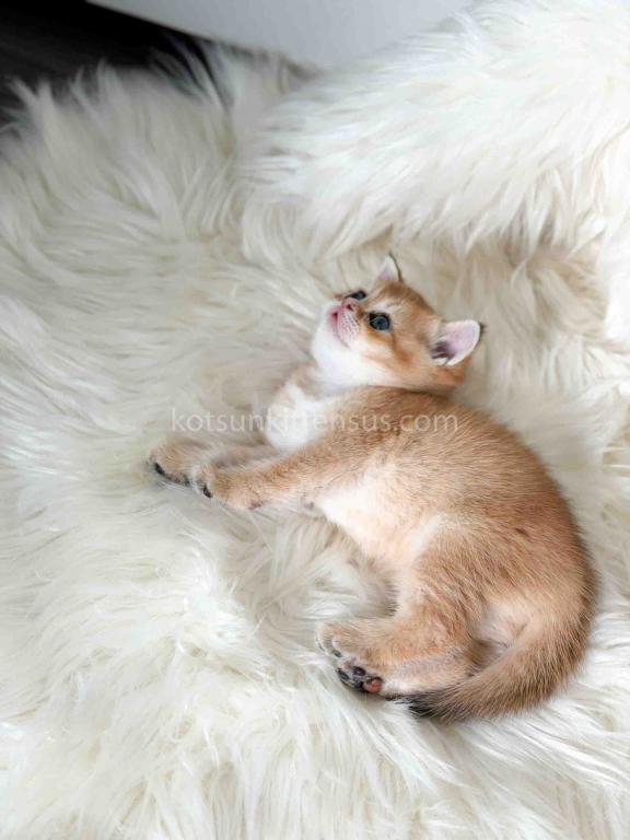 Amina British Shorthair Golden Shaded Chinchilla photo 11