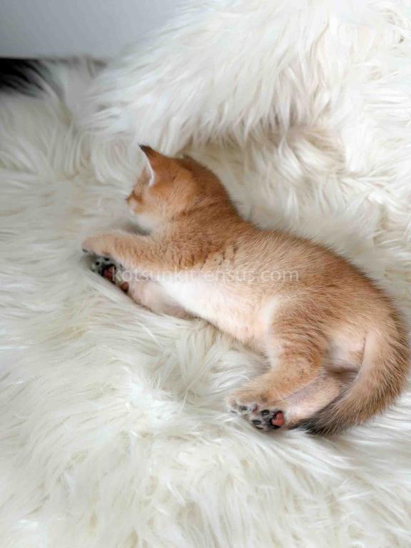 Amina British Shorthair Golden Shaded Chinchilla photo 10