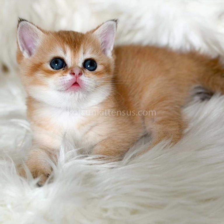 Amina British Shorthair Golden Shaded Chinchilla photo 35
