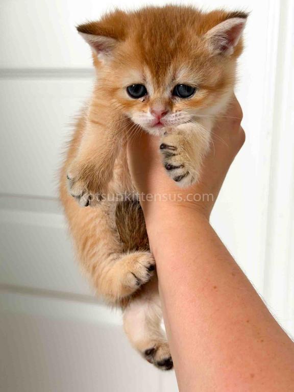 Amina British Shorthair Golden Shaded Chinchilla photo 3