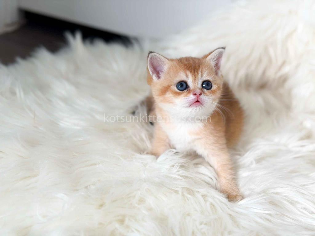 Amina British Shorthair Golden Shaded Chinchilla photo 26