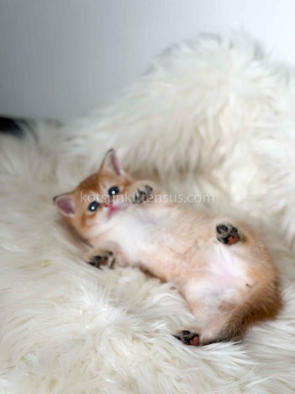 Amina British Shorthair Golden Shaded Chinchilla photo 19